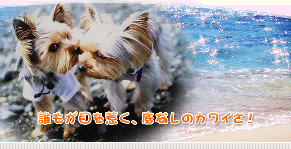 �N�����ڂ��䂭�A��Ȃ��̃J���C���I