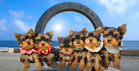 この可愛さに誰もが癒されます