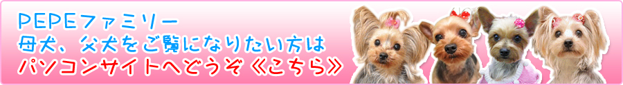 業者の方も交配受け付け致します。交配料はお問い合わせください。