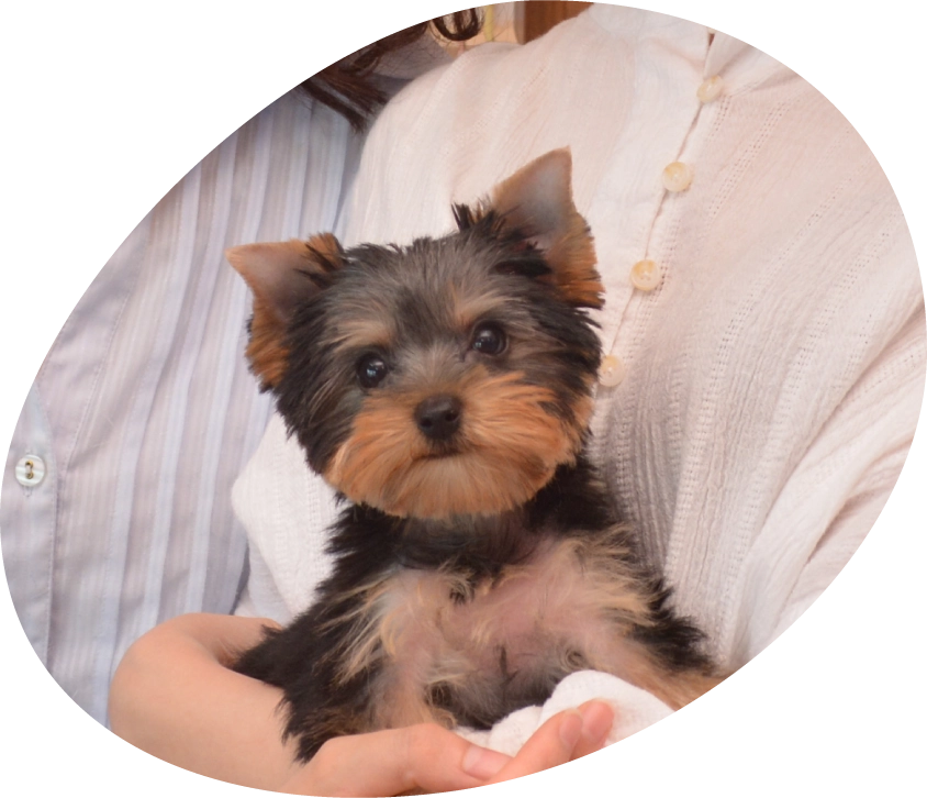 子犬をお迎えしたいお客様のために
