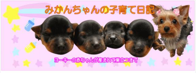 みかんちゃんが赤ちゃんを出産のサムネイル写真