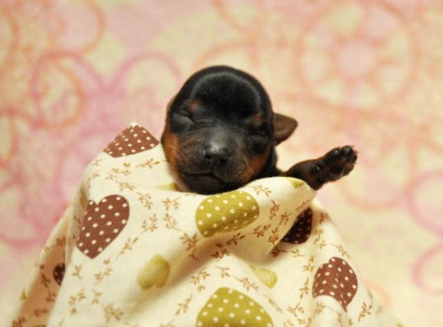 生後4日目のサムネイル写真