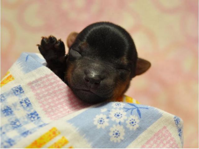 生後4日目のサムネイル写真