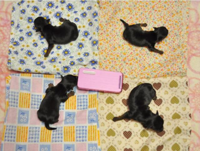 生後４日目のサムネイル写真
