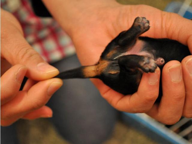 生後6日目のサムネイル写真