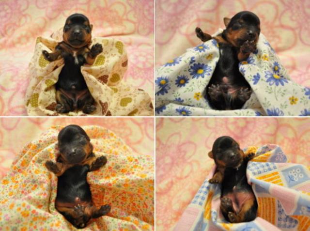 生後８日目のサムネイル写真