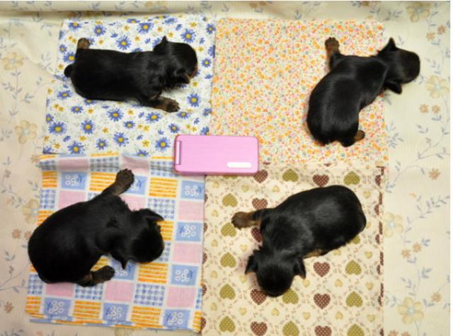 生後20日目のサムネイル写真