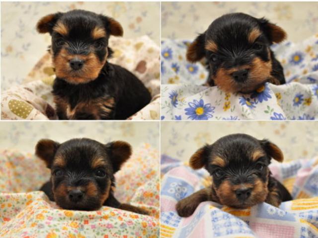 生後24日目のサムネイル写真