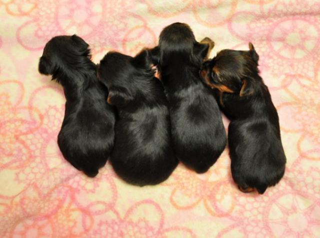 生後26日目のサムネイル写真