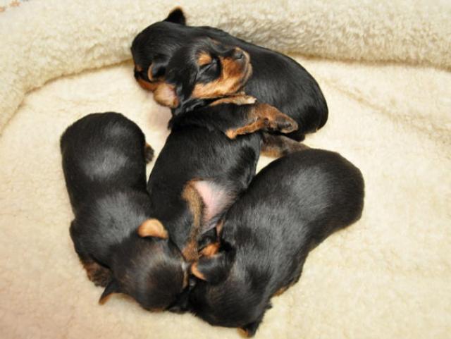 生後28日目のサムネイル写真