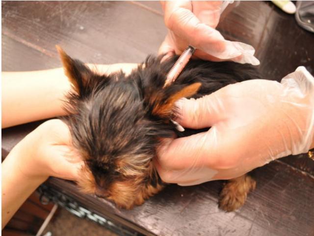 生後49日目のサムネイル写真