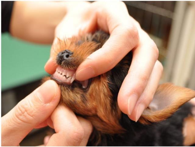 生後46日目のサムネイル写真