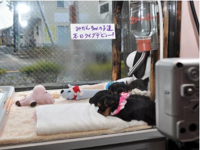 生後36日目のサムネイル写真