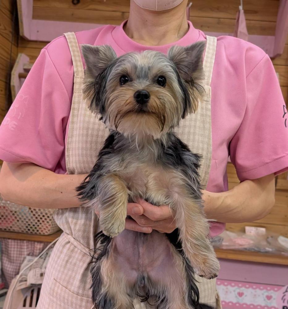 子犬の写真
