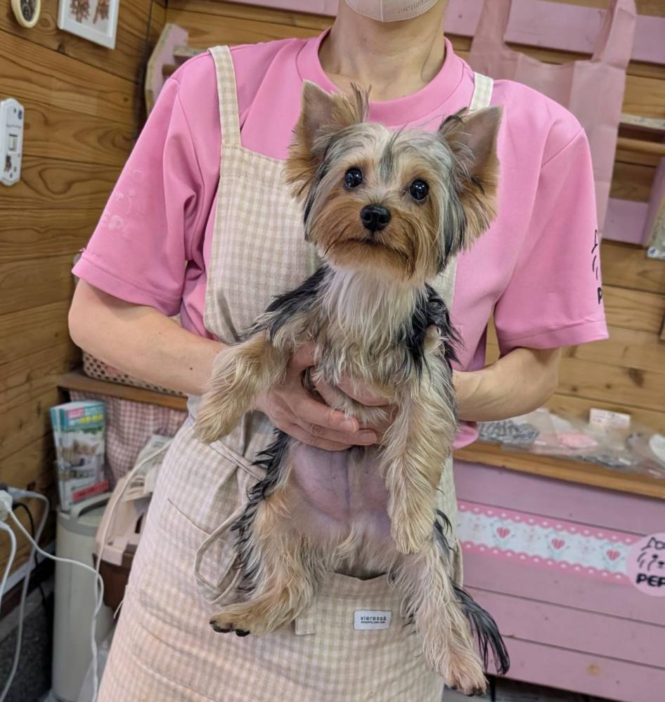 子犬の写真